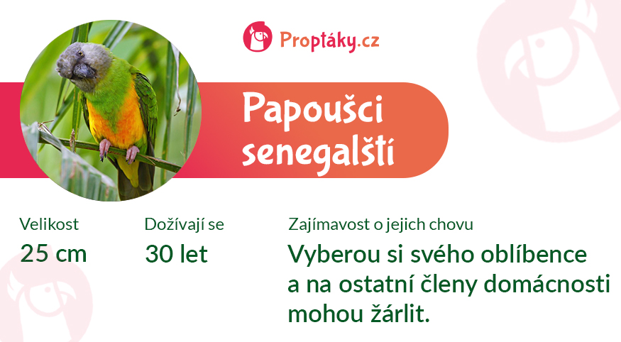 Papousek senegalsky_medailonek